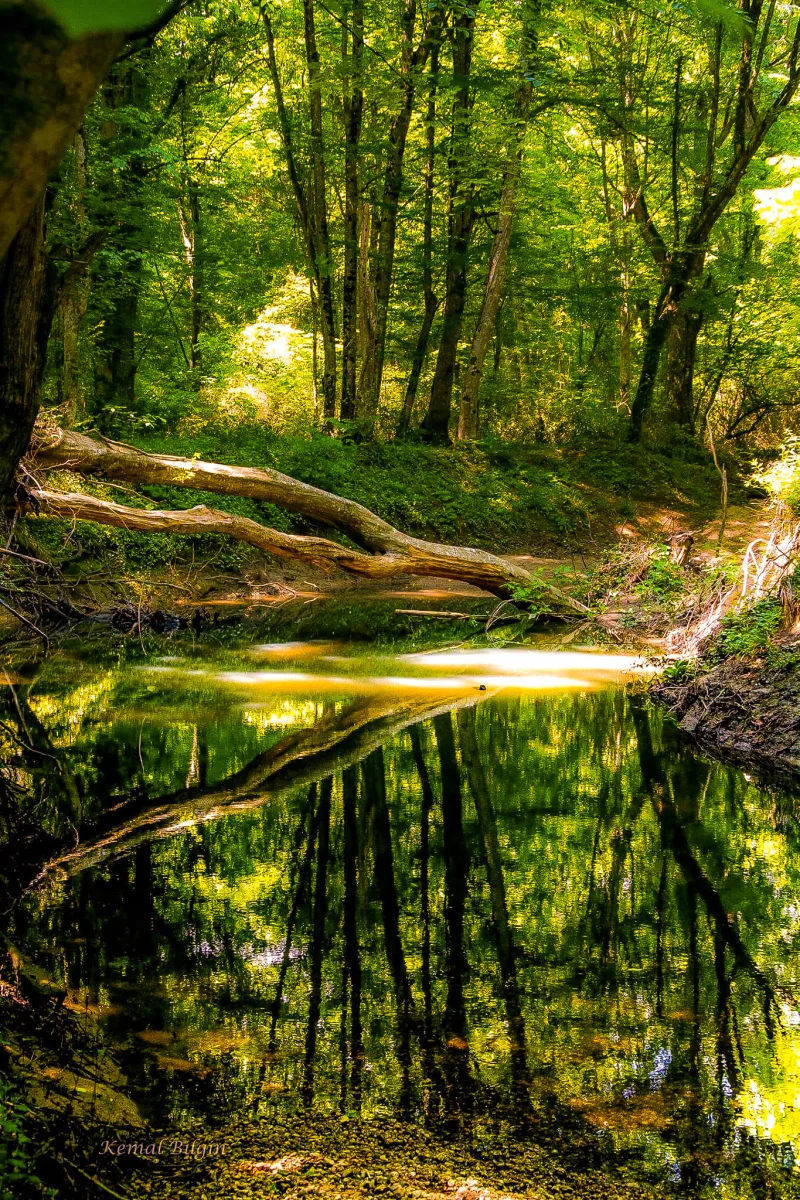 The Floodplain Forests of Igneada: the Longoz Forest and the Kyrklareli Lakes