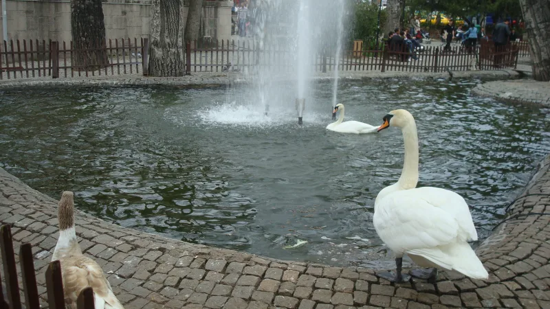 Kuğulu Park — swans in the center of Ankara