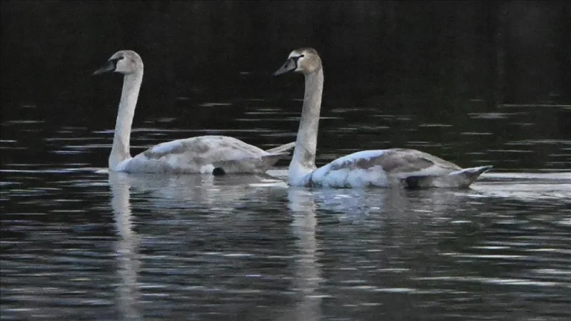 Cisnes cansados na migração estão sob a supervisão de equipas de conservação da natureza