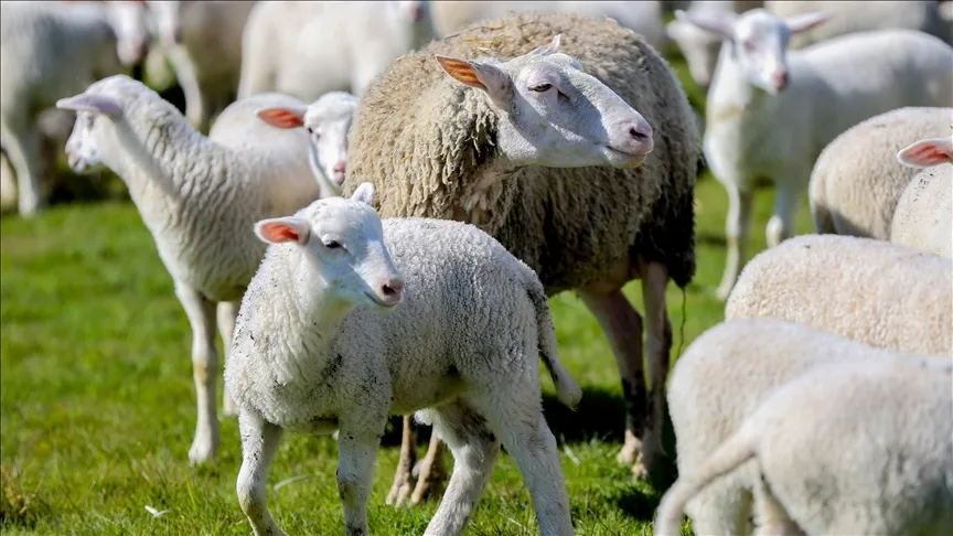 Pradėta priimti paraiškos dalyvauti projekte „Parama smulkiems gyvulių augintojams kaimo vietovėse“