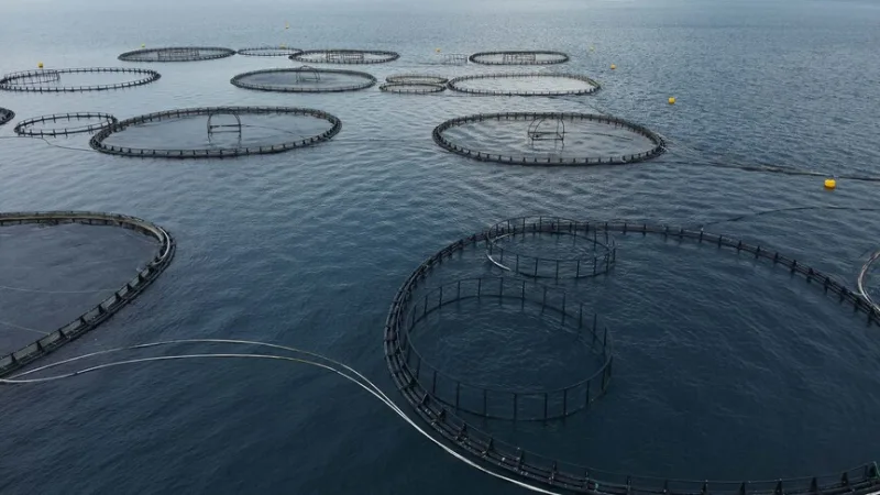 Muğla az év első negyedévében 198 millió dollár értékben exportált halat